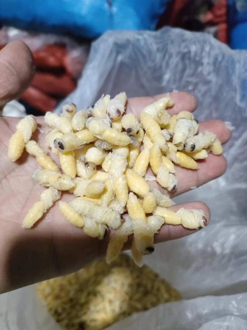 广西精品混合统贷蜂蛹产地直发各种规格齐全欢迎来电