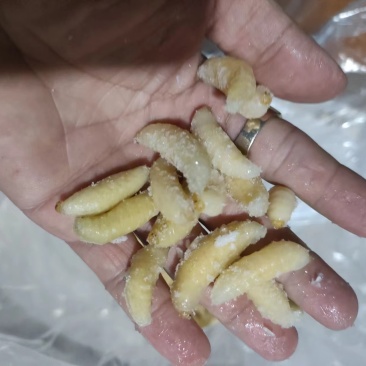 广西精品混合统贷蜂蛹产地直发各种规格齐全欢迎来电
