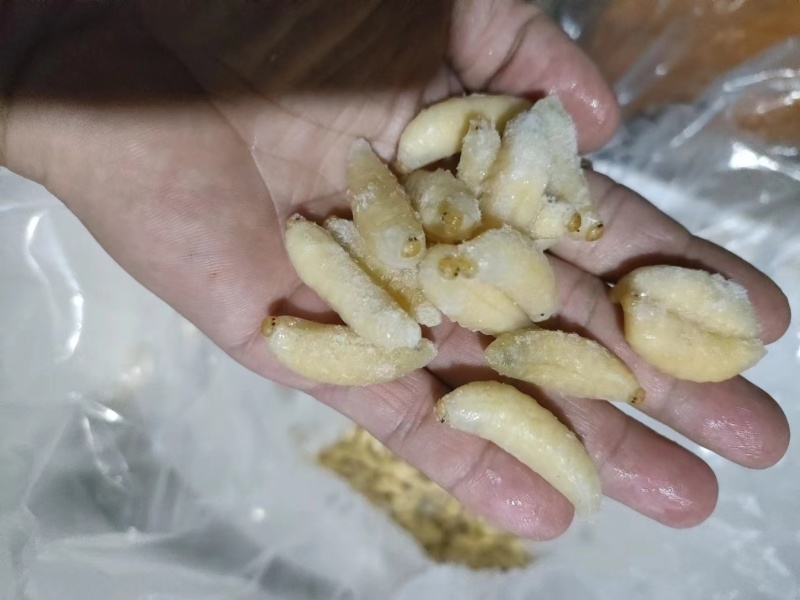广西精品混合统贷蜂蛹产地直发各种规格齐全欢迎来电