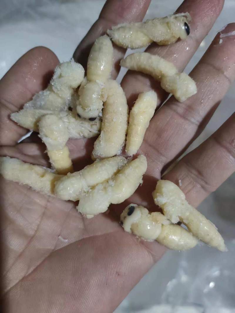 广西精品蜂蛹批发品质保证规格齐全价格美丽可视频看货
