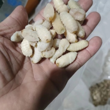 广西精品蜂蛹批发品质保证规格齐全价格美丽可视频看货