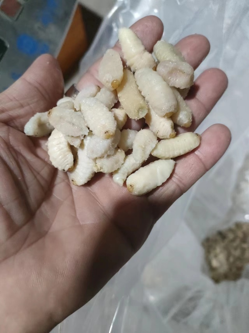 广西精品蜂蛹批发品质保证规格齐全价格美丽可视频看货