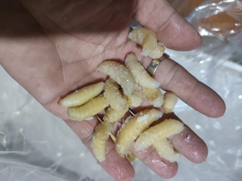 广西精品蜂蛹批发品质保证规格齐全价格美丽可视频看货