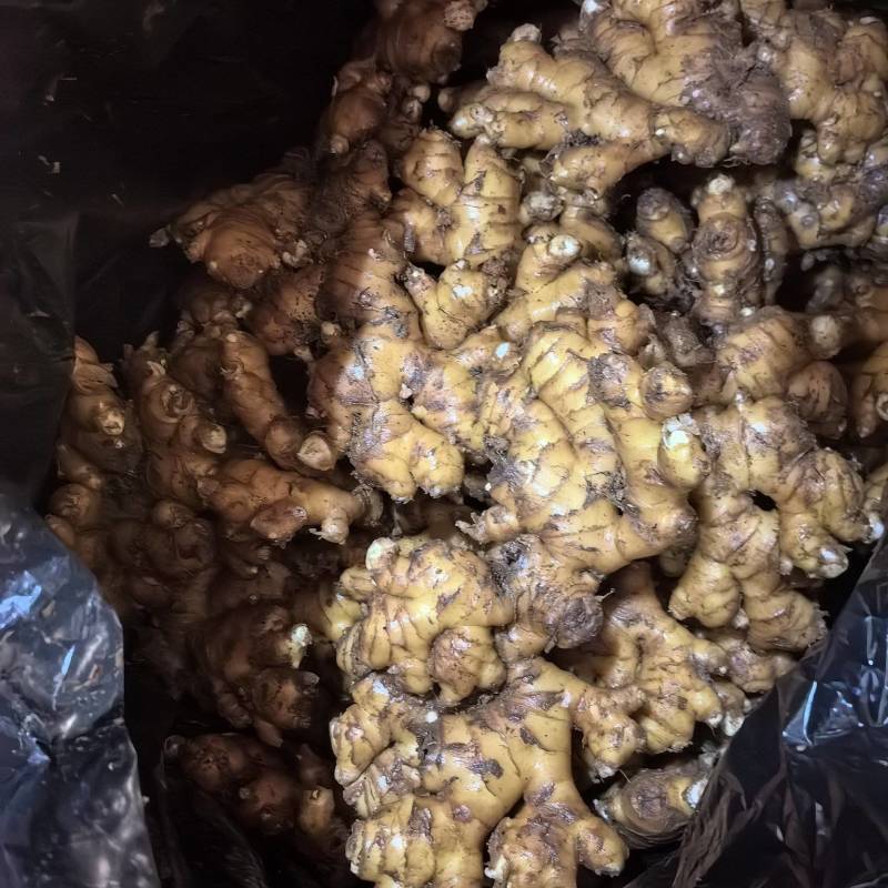 云南小黄姜《冷库货》产地直供