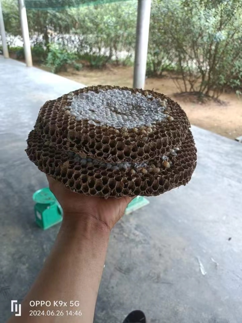 广西钦州野蜂窝产地直供品质保证欢迎来电咨询