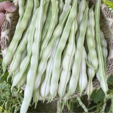 拖车头白龙马架豆四季豆种子