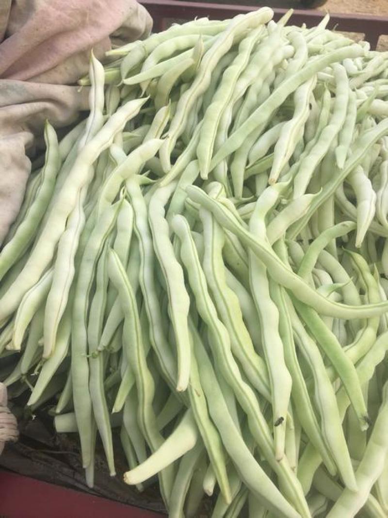 拖车头白龙马架豆四季豆种子