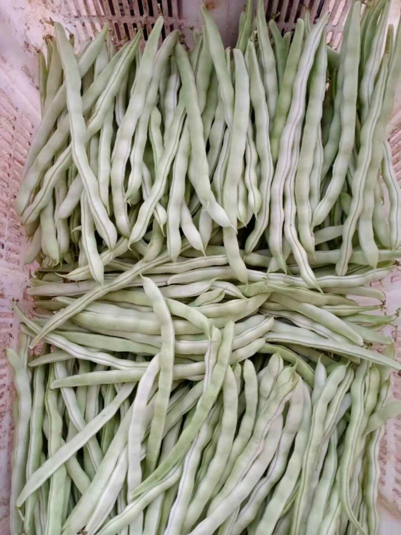 拖车头白龙马架豆四季豆种子