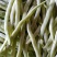 拖车头白龙马架豆四季豆种子