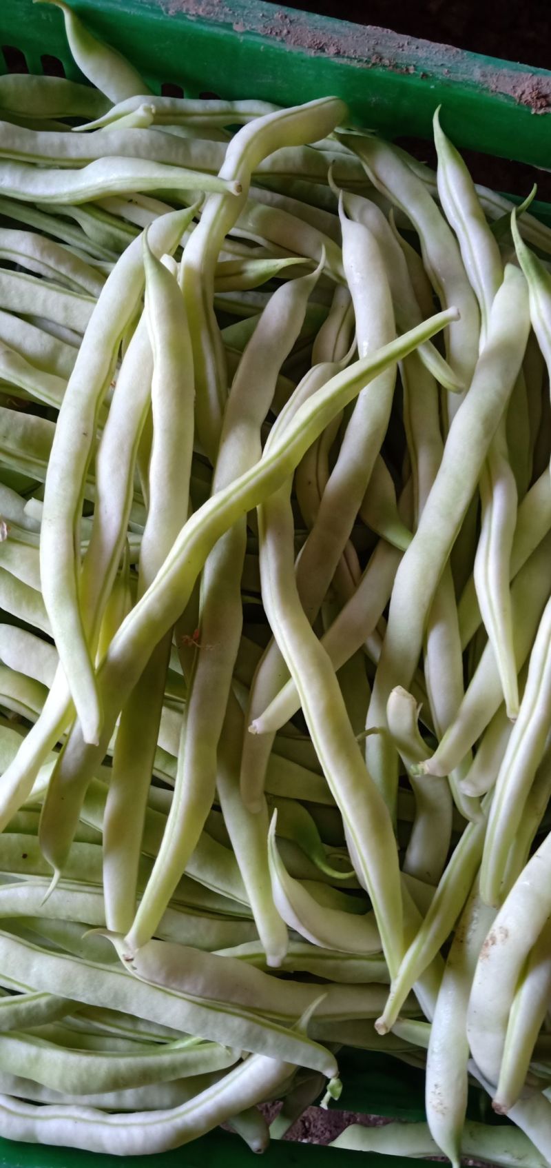 拖车头白龙马架豆四季豆种子