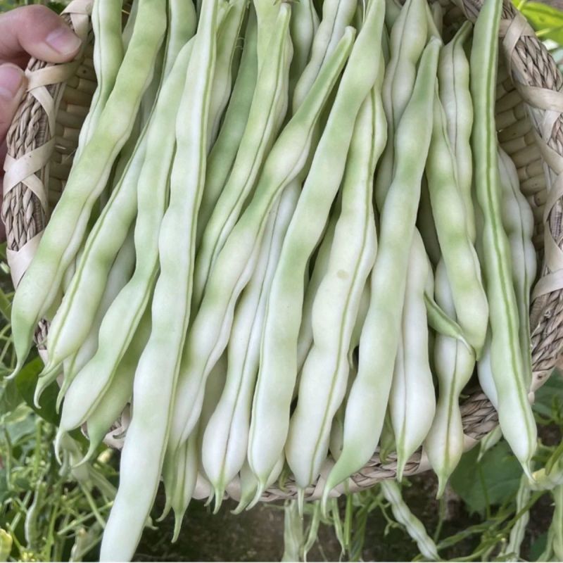 拖车头白龙马架豆四季豆种子