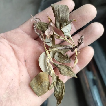 斑叶兰，银线莲，野生斑叶兰