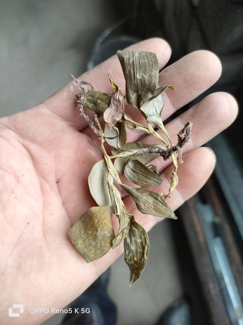 斑叶兰，银线莲，野生斑叶兰