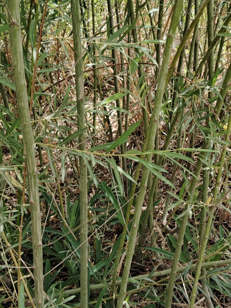 毛柳，线柳