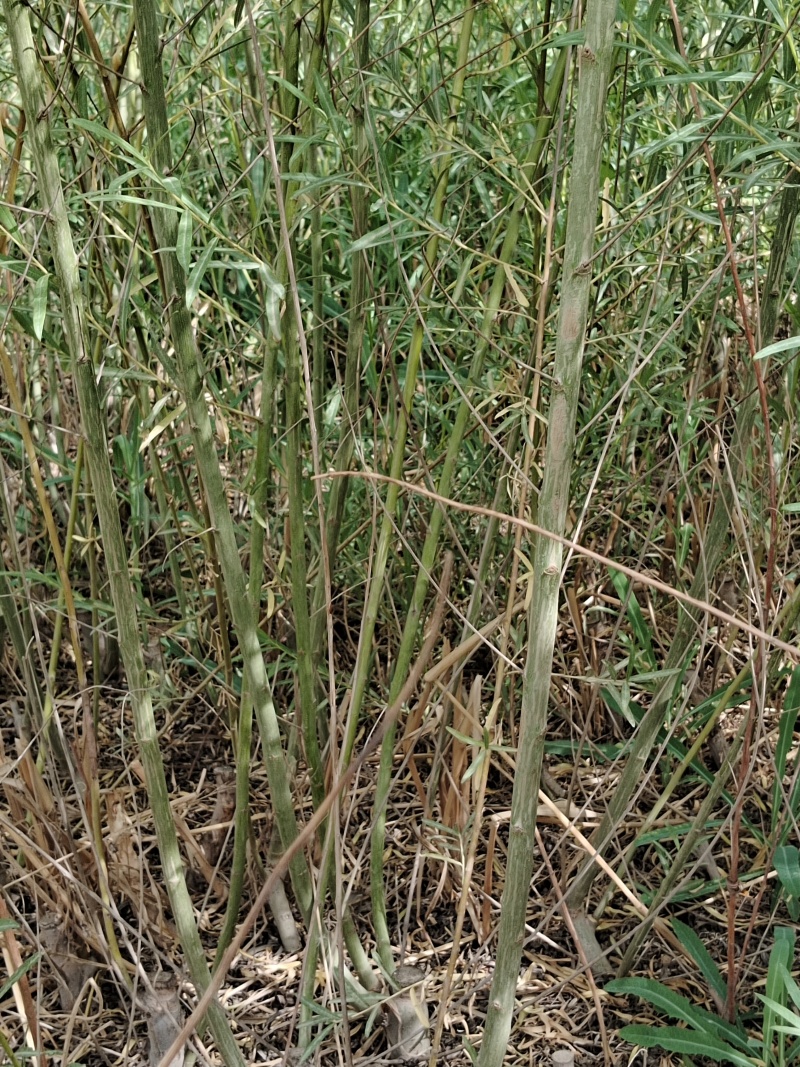毛柳，线柳