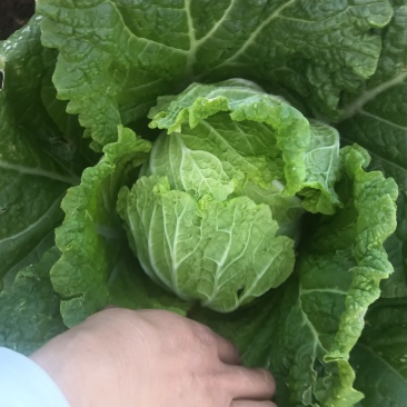 黄心白菜