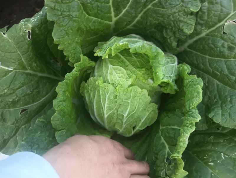 黄心白菜