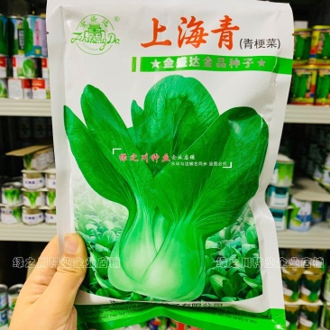 上海青菜种子秋冬四季蔬菜种籽