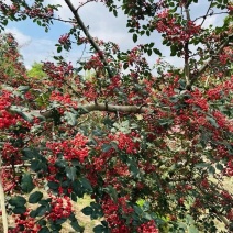 甘肃天水花椒