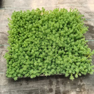 中华景天方盘40X40公分，量大价优，欢迎来一亩田订购。