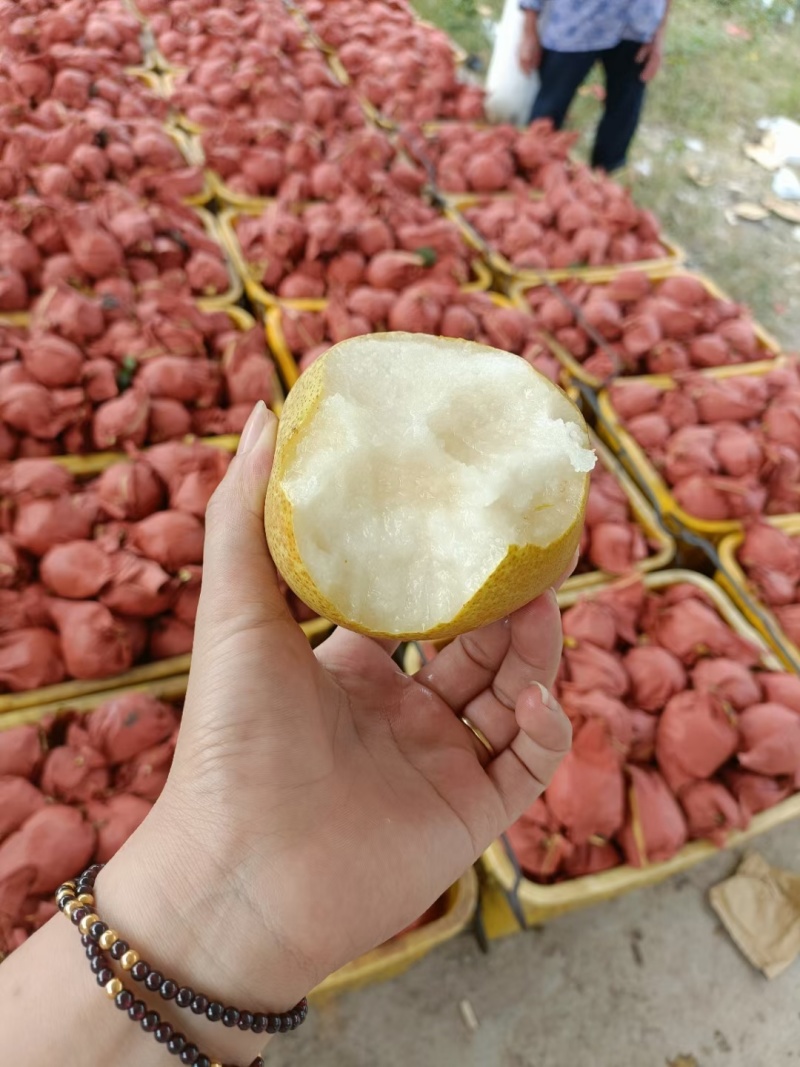 广西当季新鲜桂花梨套袋梨脆甜大果个大皮薄多汁好吃水分足