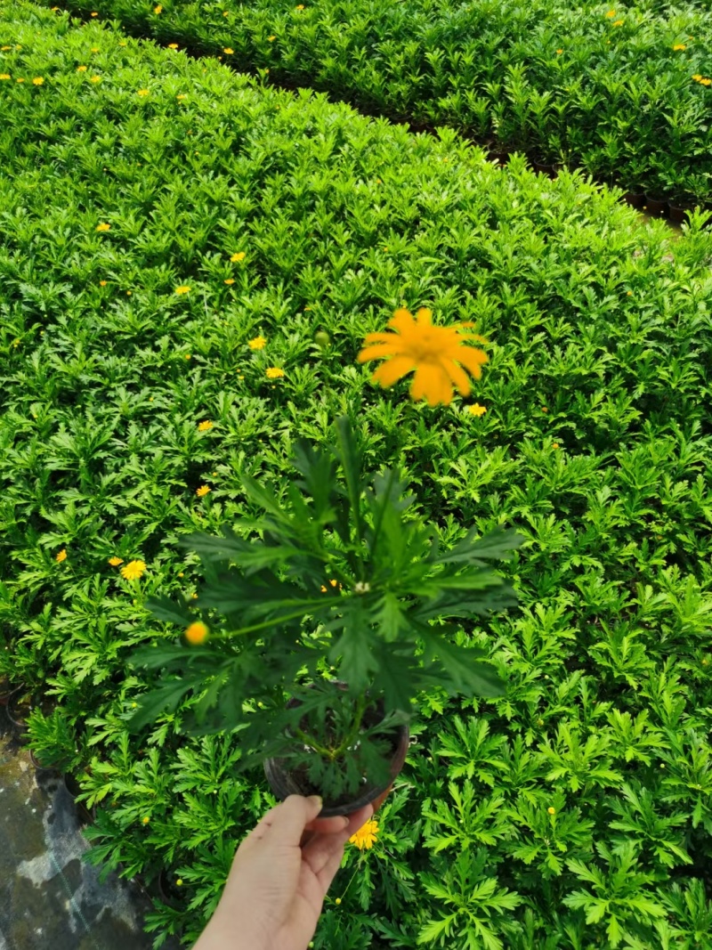 花卉盆景木春菊120杯，量大，价优，欢迎来一亩田订购。