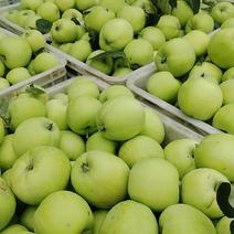 山东产地精品藤木苹果大量现货大量上市产地直发一手货源对接