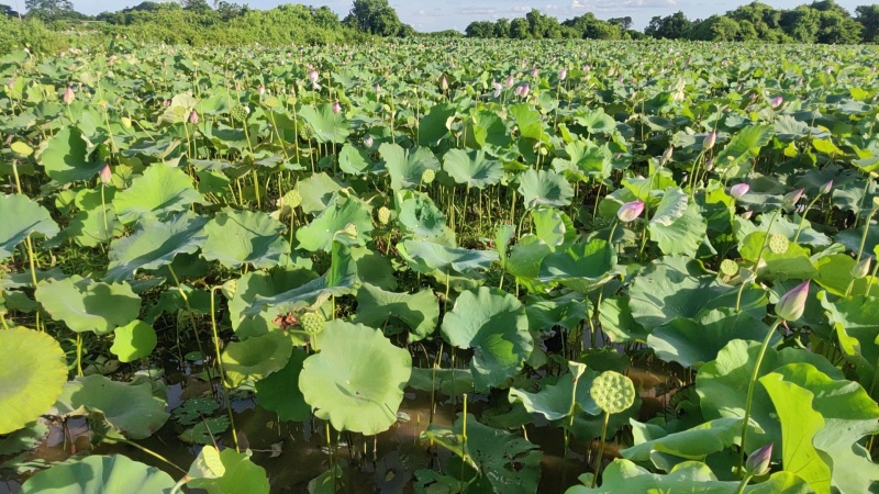 新鲜水果莲蓬，新鲜嫩莲蓬，青莲蓬大量发货供应全国各地发货