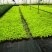 地被植物过路黄120杯、托盘36Ⅹ36公分，量大优惠