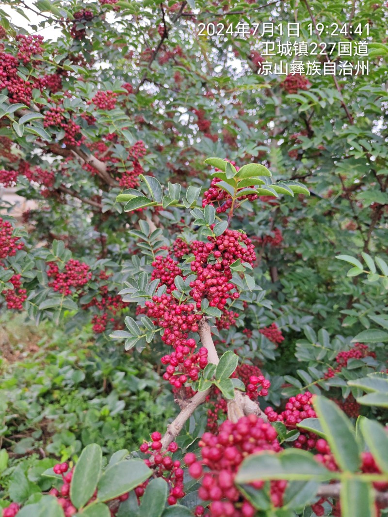 四川省大凉山州红花椒品质保证，货源充足，