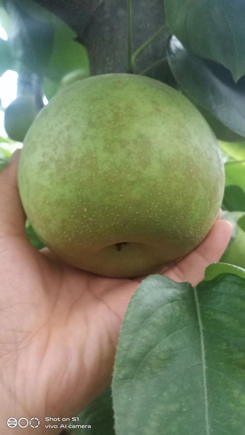 翠冠梨已大量上市，达度达13点多