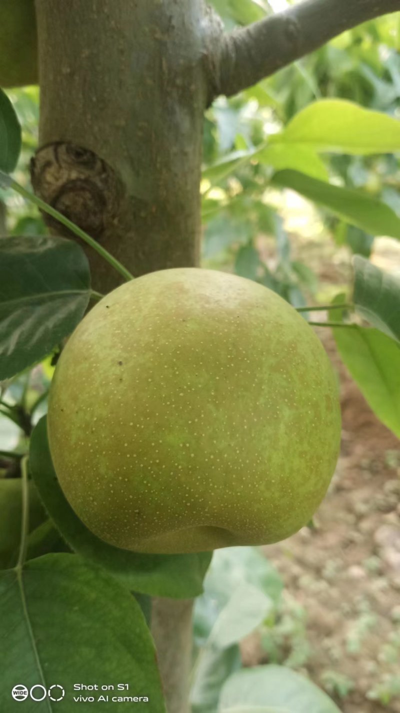 翠冠梨已大量上市，达度达13点多