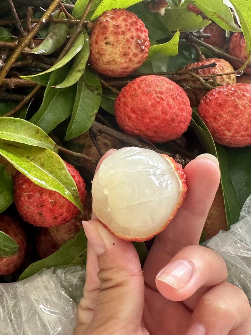 桂味荔枝