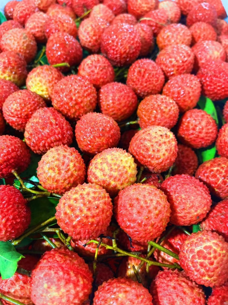 桂味荔枝