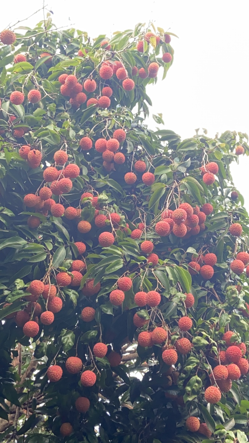 桂味荔枝