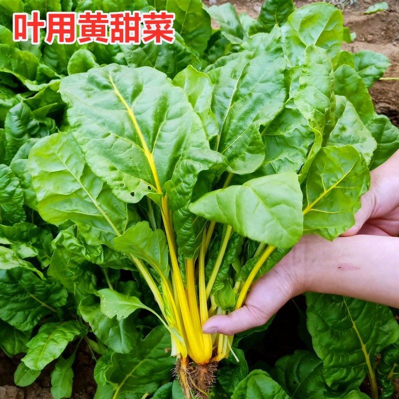 金叶甜菜种子根达菜种籽红绿黄色牛皮菜莙荙菜甜菜厚合菜特色