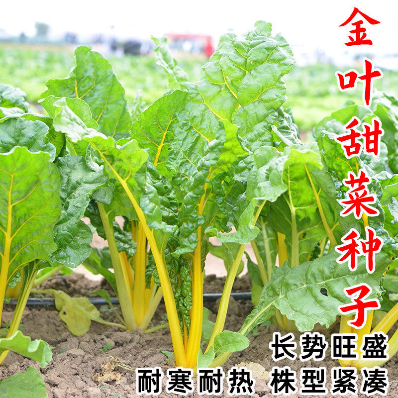金叶甜菜种子根达菜种籽红绿黄色牛皮菜莙荙菜甜菜厚合菜特色