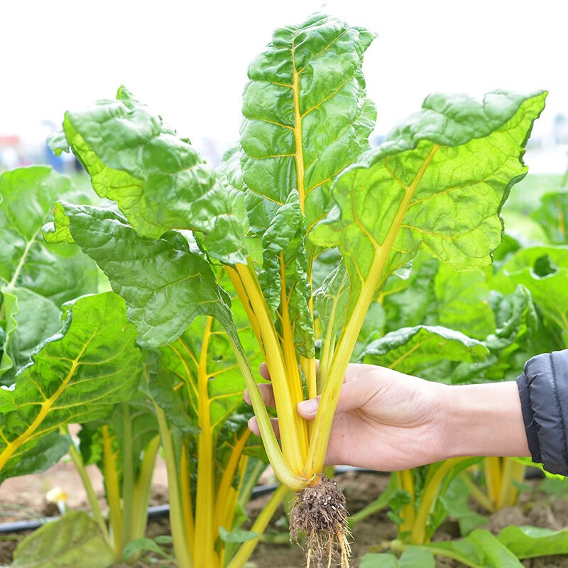 金叶甜菜种子根达菜种籽红绿黄色牛皮菜莙荙菜甜菜厚合菜特色