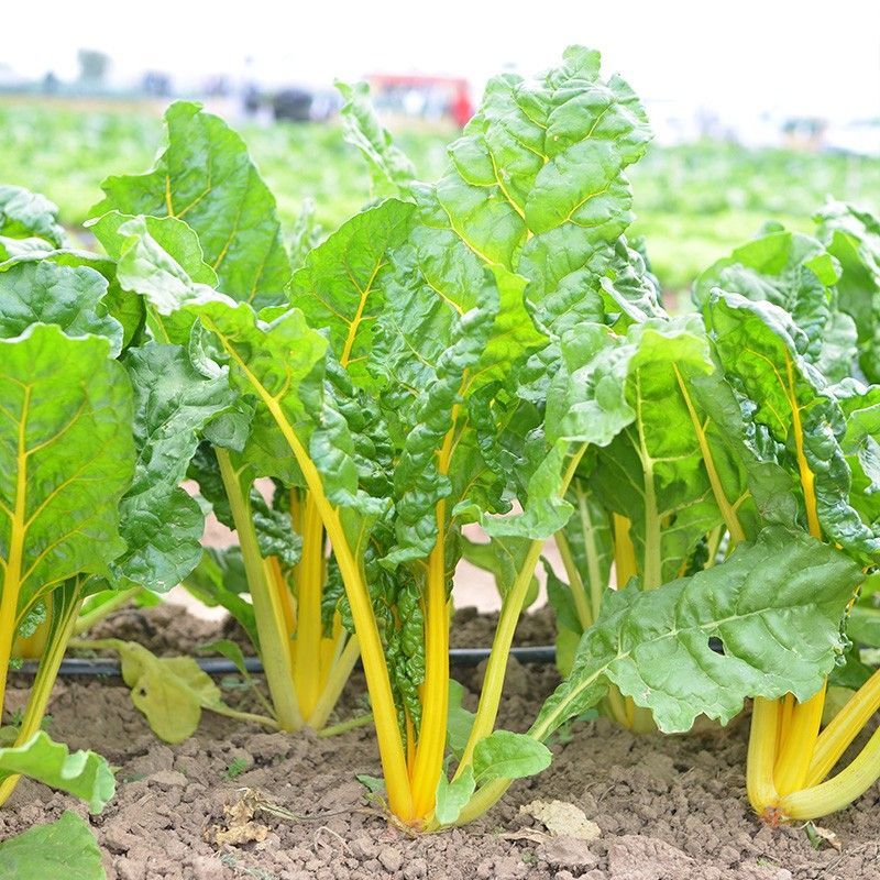 金叶甜菜种子根达菜种籽红绿黄色牛皮菜莙荙菜甜菜厚合菜特色