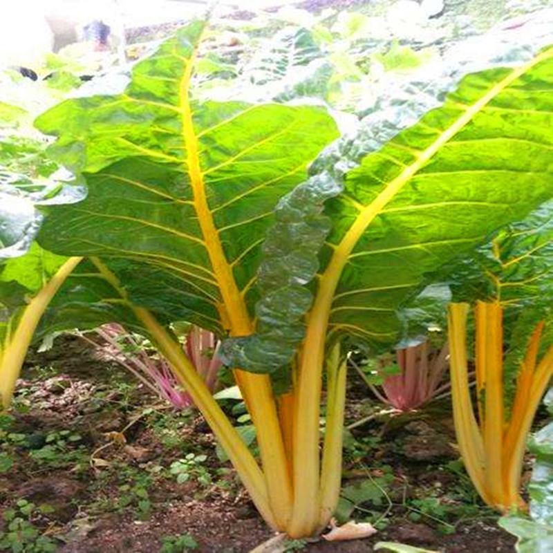 金叶甜菜种子根达菜种籽红绿黄色牛皮菜莙荙菜甜菜厚合菜特色