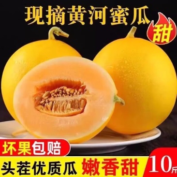 民勤蜜瓜