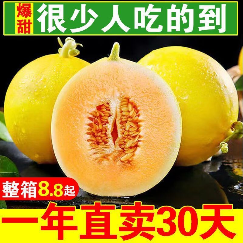 民勤蜜瓜