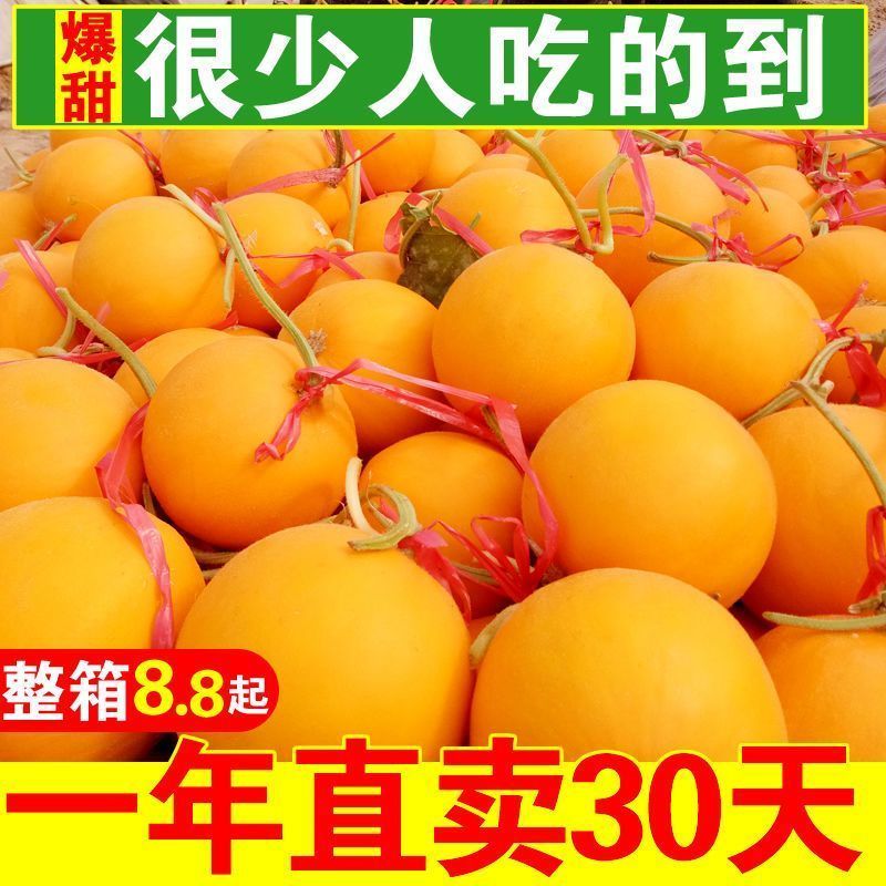 民勤蜜瓜