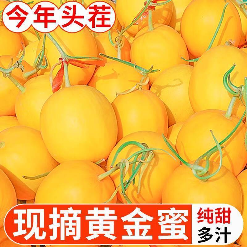 民勤蜜瓜