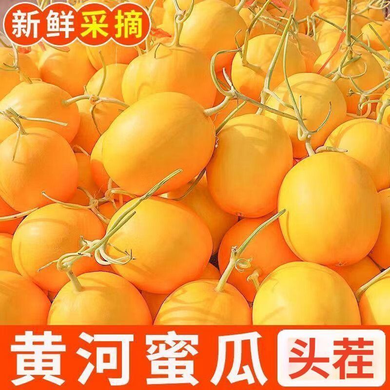 民勤蜜瓜