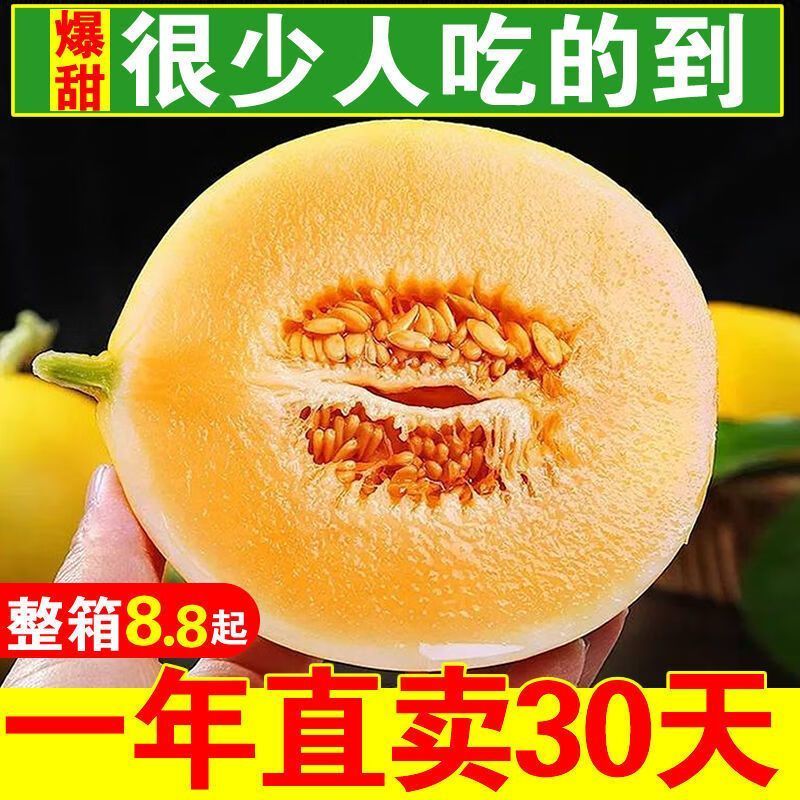 民勤蜜瓜