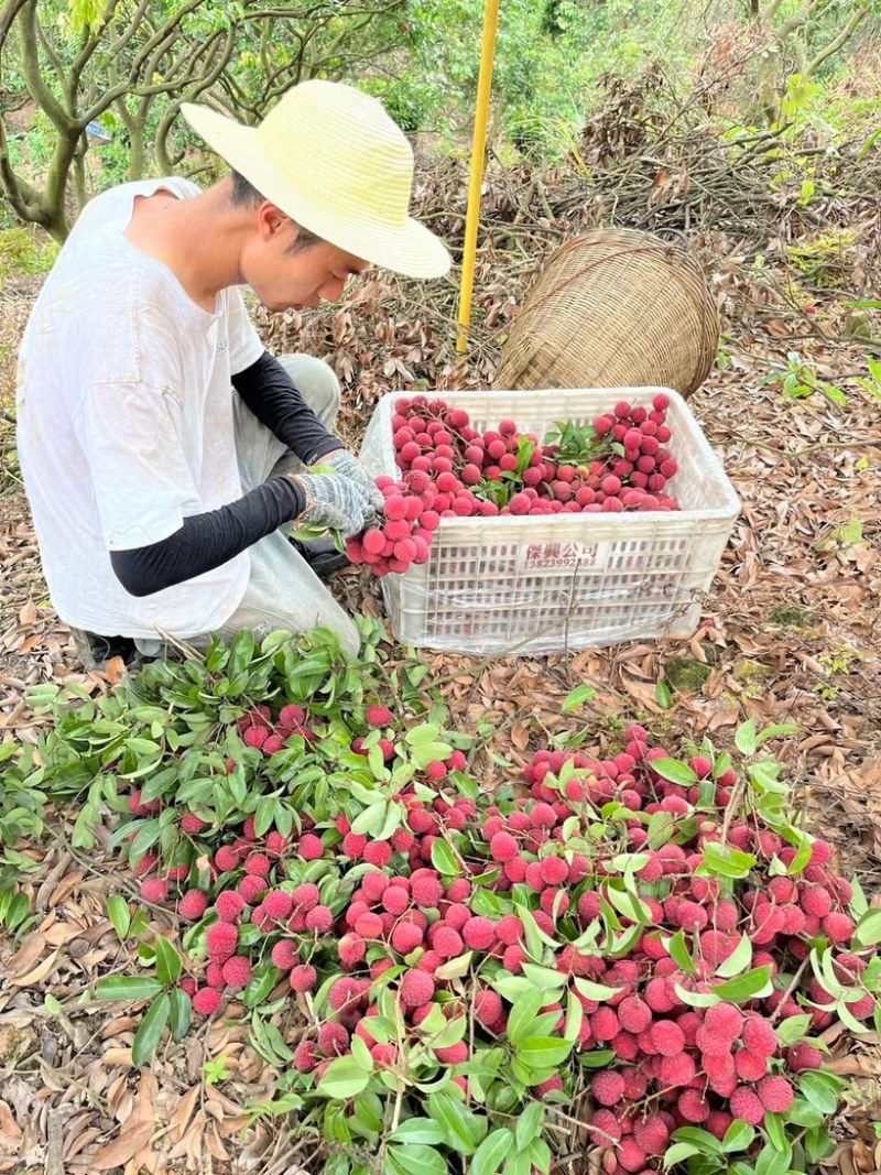 从化特产禾枝自己果园