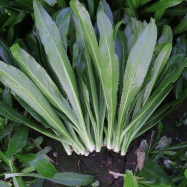 山野香菜芫荽种子香菜芫荽刺芹籽野菜种籽云南刺芫荽