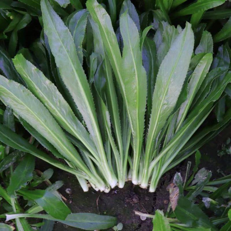 山野香菜芫荽种子香菜芫荽刺芹籽野菜种籽云南刺芫荽