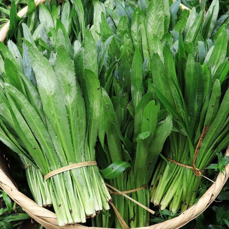 山野香菜芫荽种子香菜芫荽刺芹籽野菜种籽云南刺芫荽